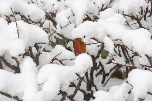 Snow on the bush branches