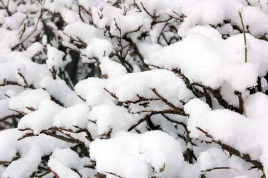 Snow on the bush branches