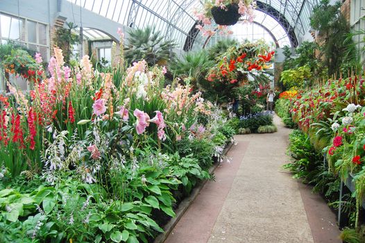 Plants at greenhouse, Auckland Domain, New Zealand