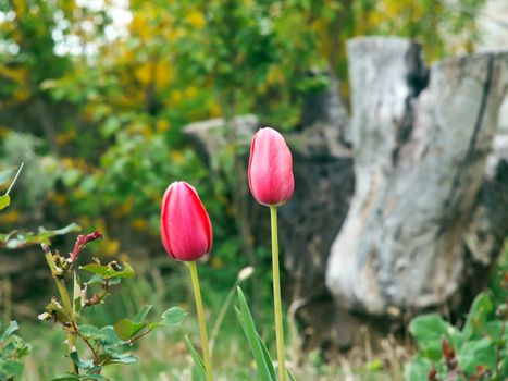 two tulips grow in garden