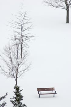 Bench and maple trees in winter on snow background
