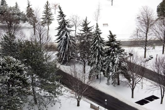 trees on white snow background