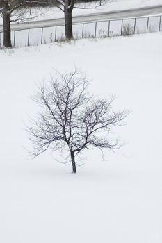 trees on white snow background
