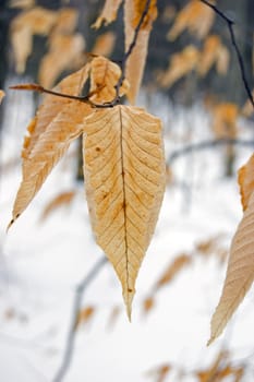 Dry leaves in winter on snow background. isolated
