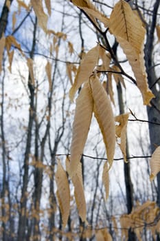 Dry leaves on trees in winter on sky background. Awenda.