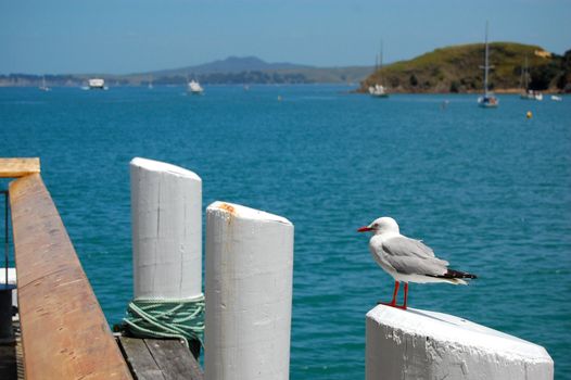 Seagull at pier post, Waiheke Island, New Zealand