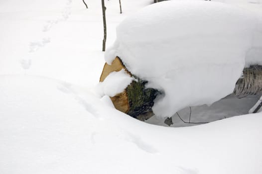 Cut tree and amimal tracks on snow background