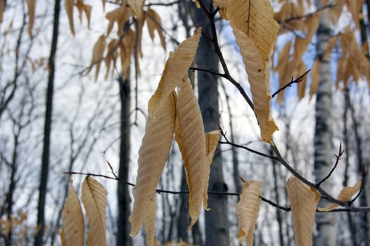 Dry leaves on trees in winter on sky background. Awenda.
