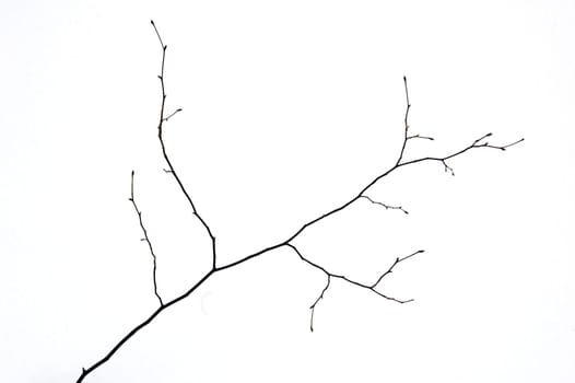 Small tree without leaves on snow background