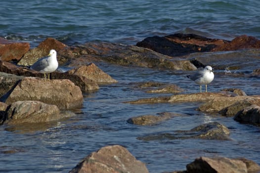 Two seagull on rocks in blue water of lake