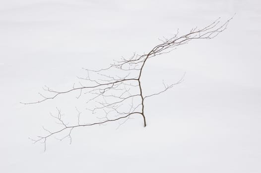 Small tree without leaves on snow background