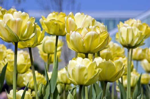 Yellow tulips on flowerbed
