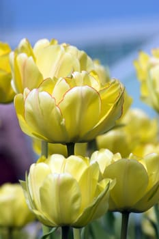 close up of yellow tulips on flowerbed