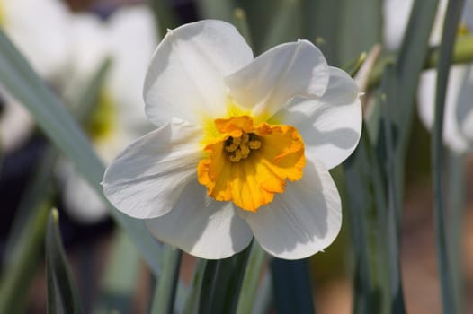 Close up of white and yellow narcissus