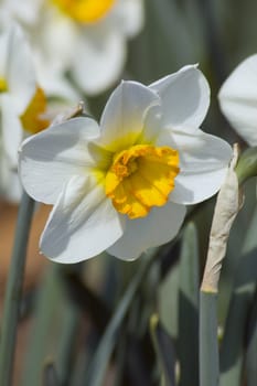 Close up of white and yellow narcissus