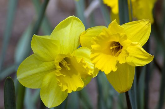 Close up of two yellow narcissus