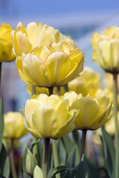 close up of yellow tulips on flowerbed