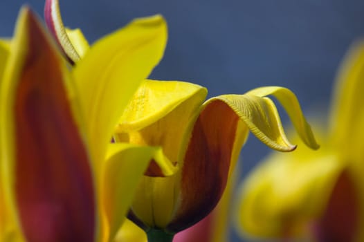 close up of red and yellow tulip on dark blue background