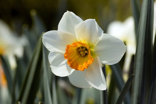 Close up of white and yellow narcissus