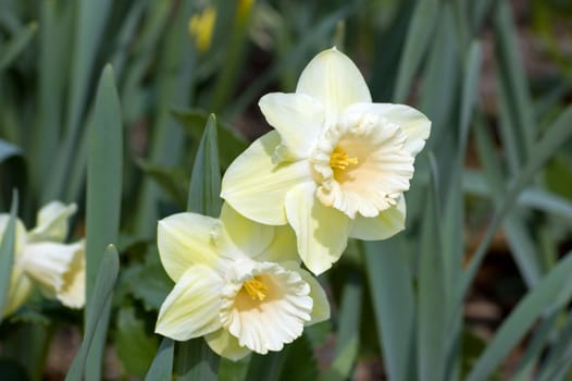 Close up of two yellow-white narcissus on green background