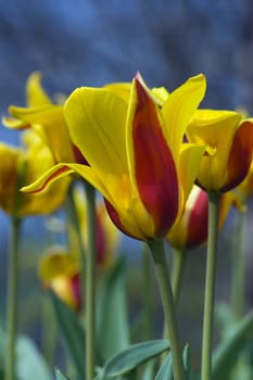 close up of red and yellow tulip on dark background