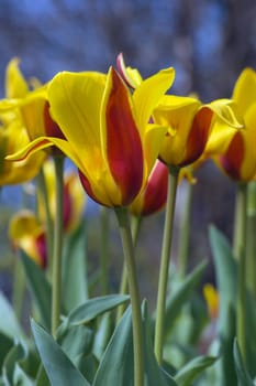 close up of red and yellow tulip on dark background