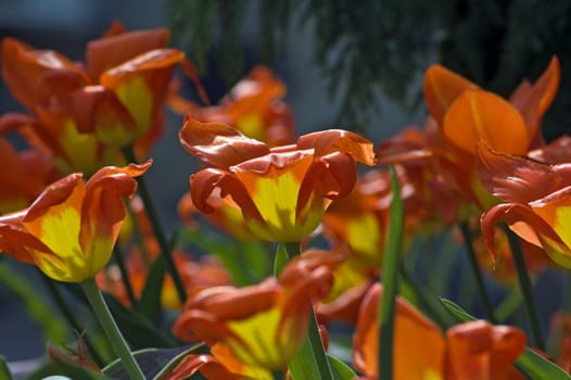 close up of red and yellow tulip on dark background