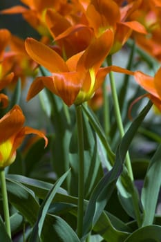 close up of red and yellow tulips at sunset