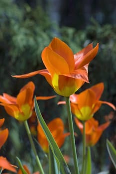 close up of red and yellow tulips at sunset