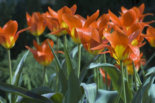 close up of red and yellow tulips at sunset