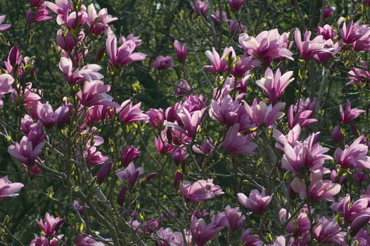 Magnolia flowers at sunset