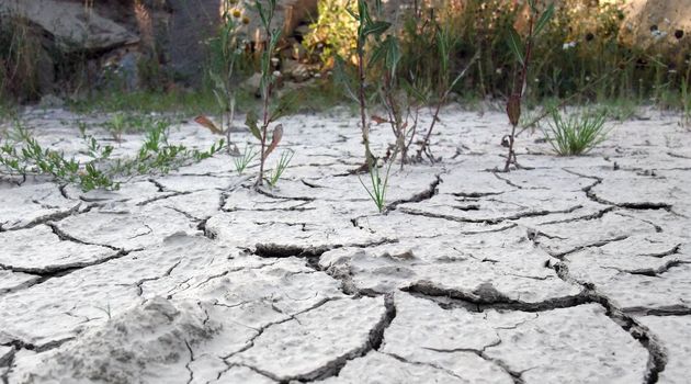 low angle photographie showing the border of a dry cracked soil area with distant plants