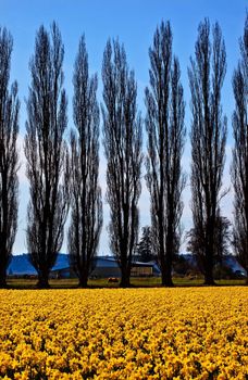 Yellow Daffodils, Cypress Trees, Farm, Flowers Skagit Valley Washington State Pacific Northwest