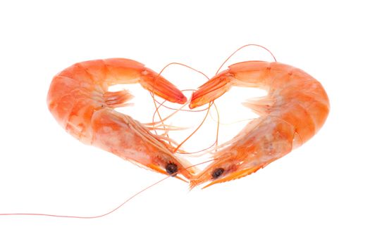 shrimp, photo on the white background 