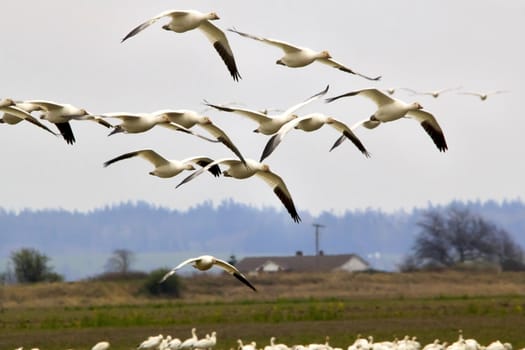 Snow Geese Flying Over Countryside Close Up  Skagit County Washington