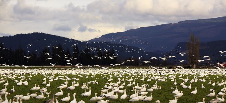 Thousands of Snow Geese Farmer's Field Flying Across Mountain


