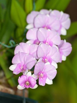Beautiful bouquet of Thai Angle, Compact Dendrobium orchid in tropical garden, shallow depth of field.