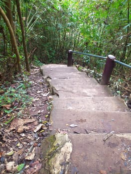 Descent staircase among trees lead to deep forest