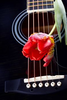 Guitar and red tulip. Musical instrument. Detail of a musical instrument. Strings on a guitar.