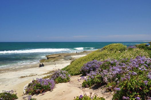Purple flowers grow along the shoreline of this beach in La Jolla, California.