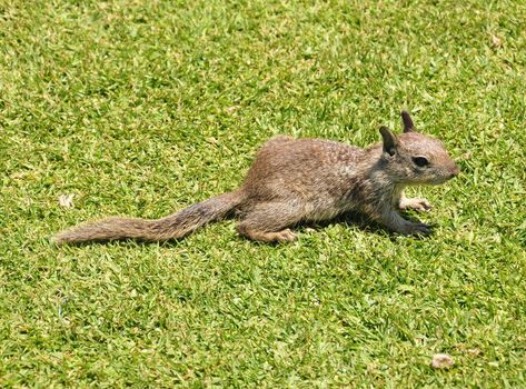 A ground squirrel basks in the sun along the Southern California coast near San Diego.