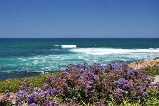 Purple flowers grow along the beautiful La Jolla coastline in Southern California.