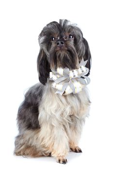 Doggie with a bow. Small doggie. Decorative thoroughbred dog. Puppy of the Petersburg orchid. Shaggy doggie. 