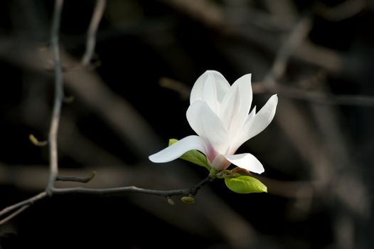 Magnolia denudata flower in a garden at spring