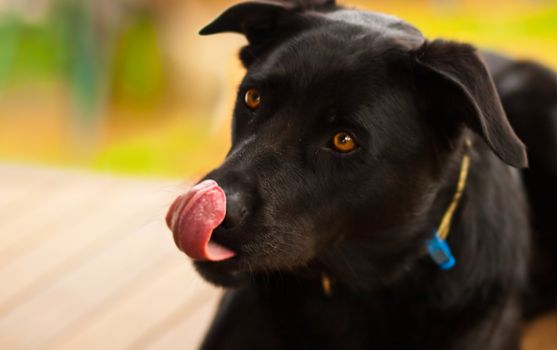 Cheeky black australian kelpie dog poking tongue 