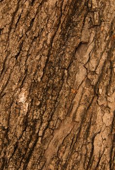Bark of Oak Tree. Texture. Close up