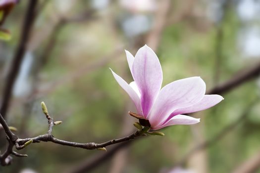 Magnolia denudata flower in a garden at spring