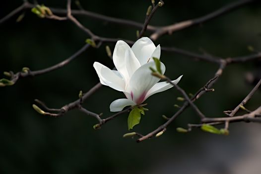 Magnolia denudata flower in a garden at spring