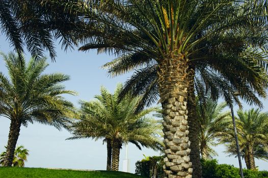 date palm tree