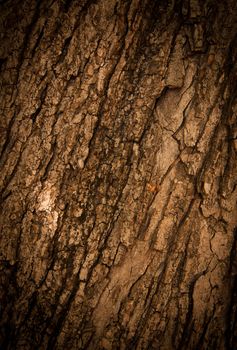 Bark of Oak Tree. Texture. Close up